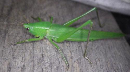 Réf. 276 538 : Ruspolia nitidula